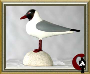 Common black headed gull - Larus ridibundus